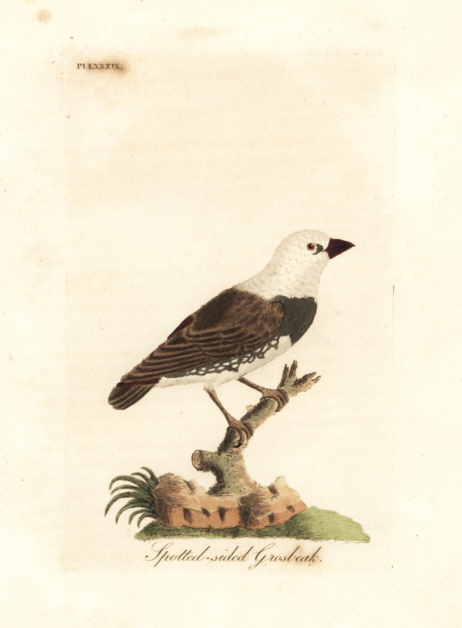Diamant-Feuerschwanz, Stagonopleura guttata (Gefleckter Grosbeak, Fringilla leucocephala). Handkolorierte Kupferplatte gezeichnet und graviert von John Latham aus seiner eigenen A General History of Birds, Winchester von John Latham