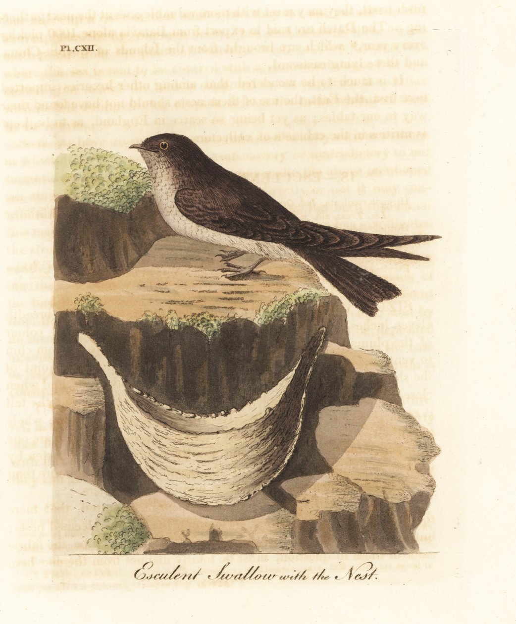 Vencejo de nido comestible, Aerodramus fuciphagus, y nido de saliva, usado en la sopa de nido de pájaro. Grabado a mano coloreado por John Latham de su propia Historia General de las Aves, Winchester de John Latham