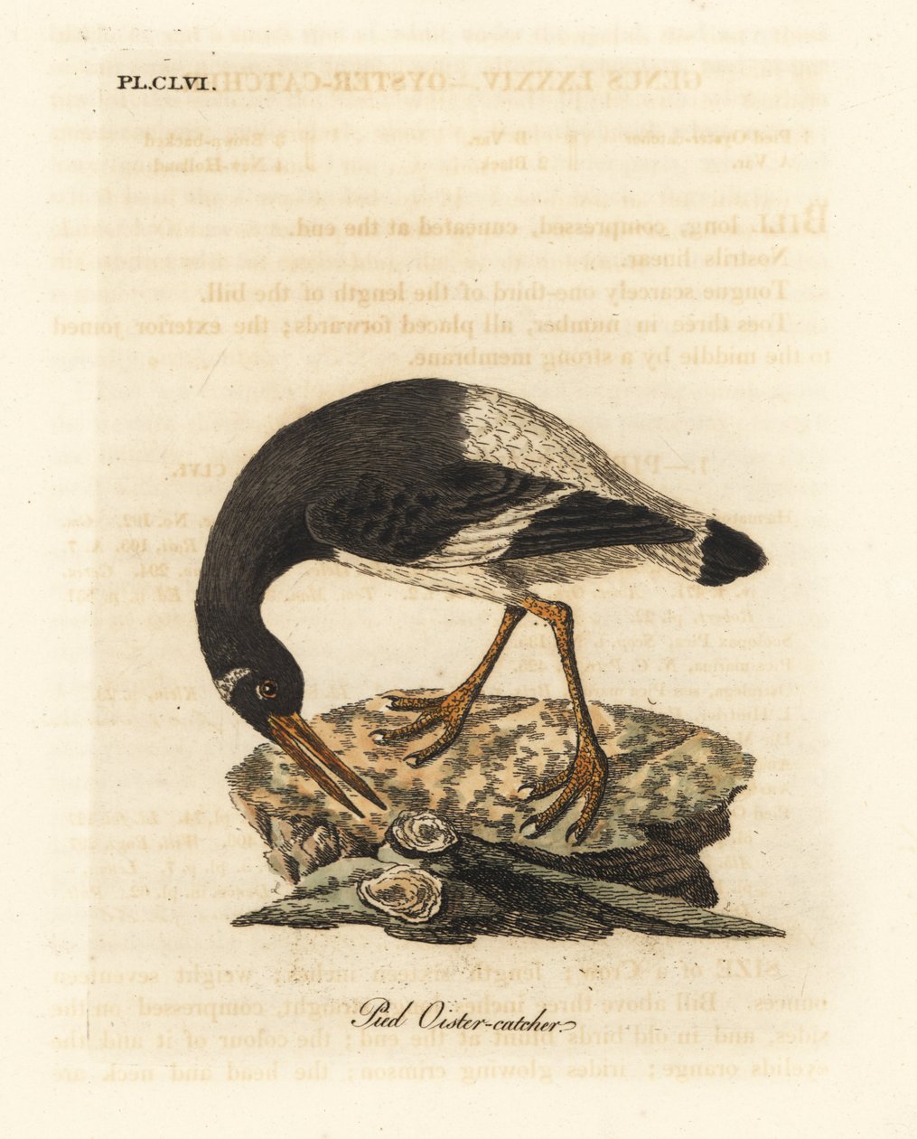 Ostrero euroasiático, Haematopus ostralegus. Grabado a mano coloreado de cobre de John Latham de su propia Historia General de las Aves, Winchester de John Latham