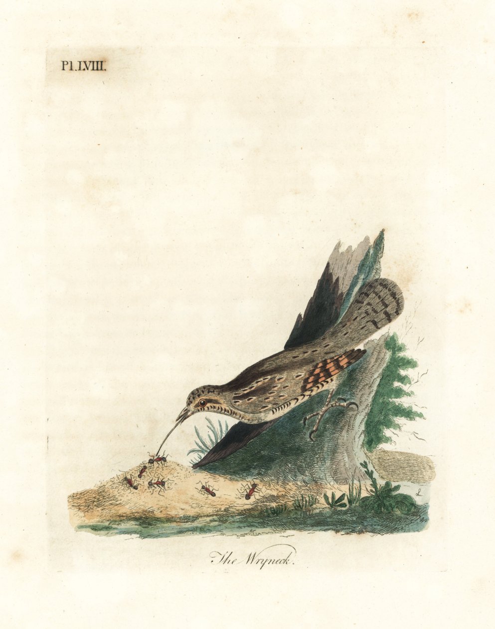 Torcecuello euroasiático, Jynx torquilla. Grabado a mano coloreado por John Latham de su propia Historia General de las Aves, Winchester de John Latham