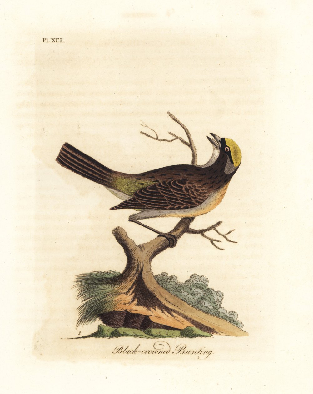 Gorrión coronado de oro, Zonotrichia atricapilla (Emberiza atricapilla de corona negra). Grabado en cobre coloreado a mano dibujado y grabado por John Latham de su propia A General History of Birds, Winchester de John Latham