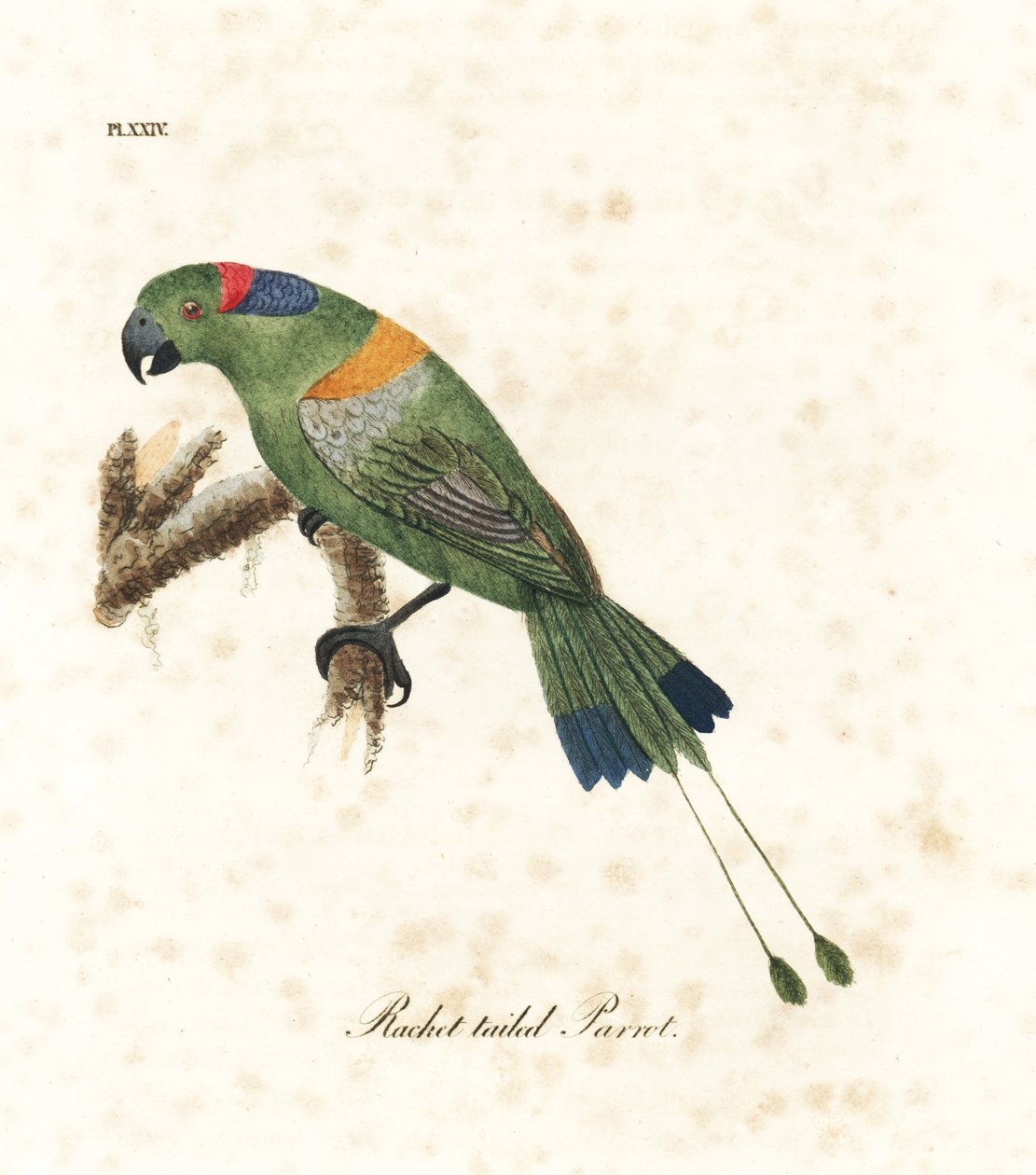 Loro de cola de raqueta con manto dorado, Prioniturus platurus. Grabado a mano en cobre por John Latham de su propia A General History of Birds, Winchester de John Latham