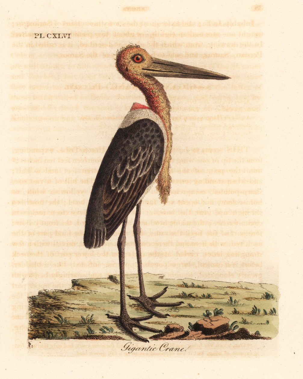 Marabú mayor, Leptoptilos dubious. En peligro. (Grulla gigante, Ardea argala). De A General History of Birds, Winchester de John Latham