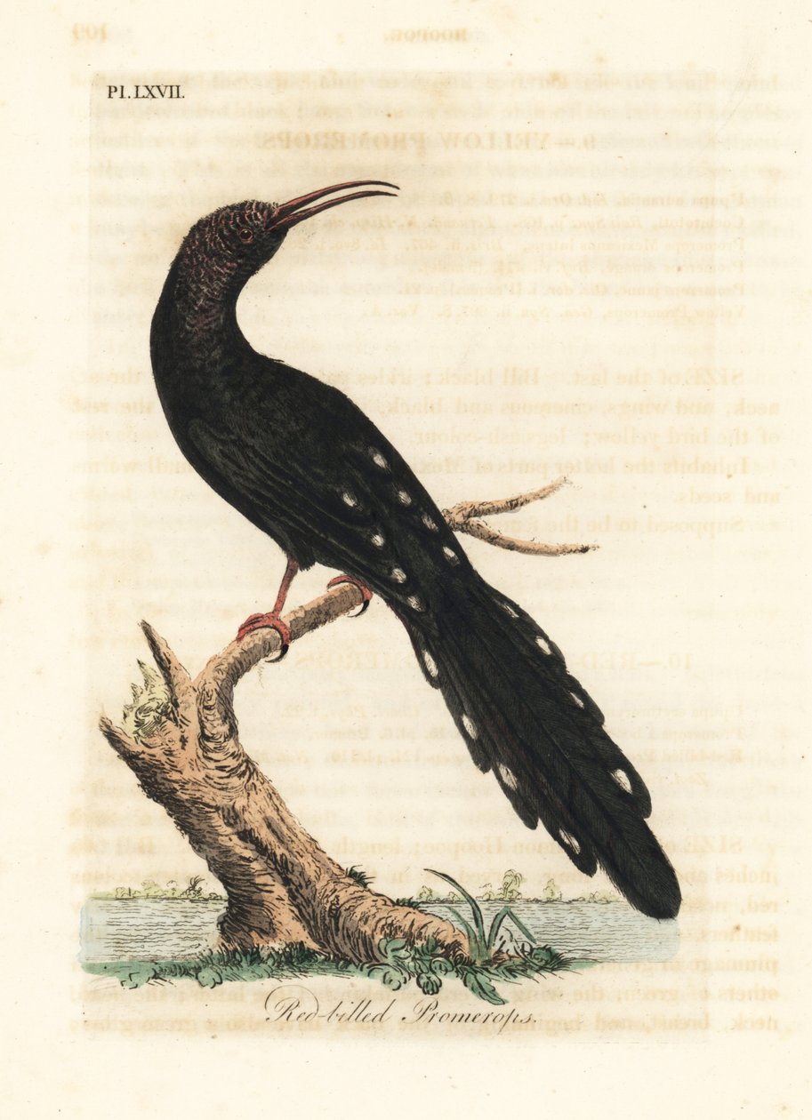 Abubilla verde, Phoeniculus purpureus (Promerops de pico rojo, Upupa erythrorynchos). Grabado en cobre coloreado a mano dibujado y grabado por John Latham de su propia Historia General de las Aves, Winchester de John Latham