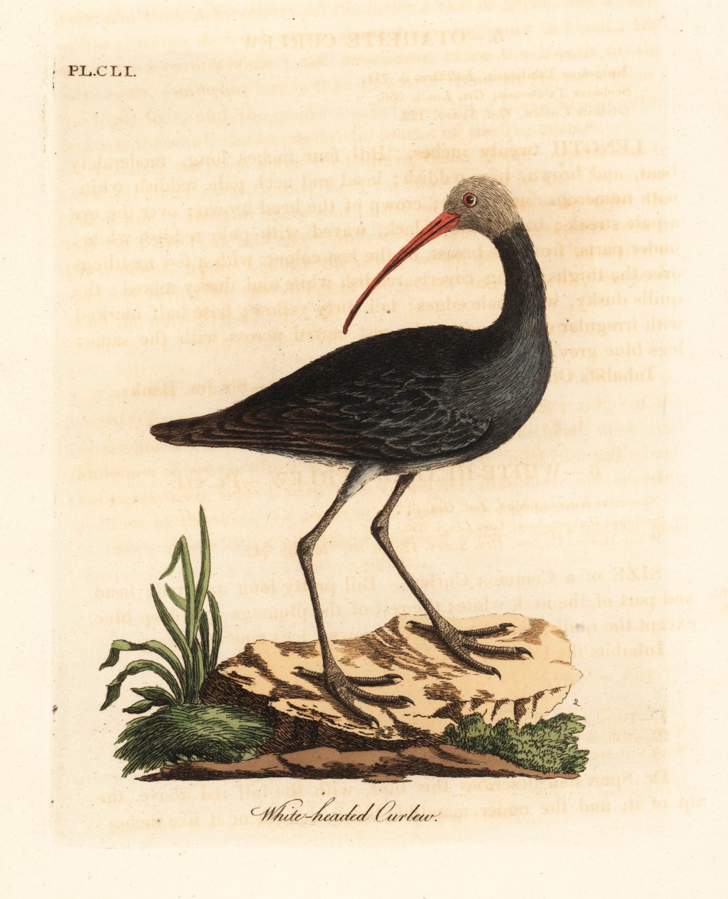 Ibis hadada, Bostrychia hagedash. Grabado a mano en cobre por John Latham de su propia A General History of Birds, Winchester de John Latham