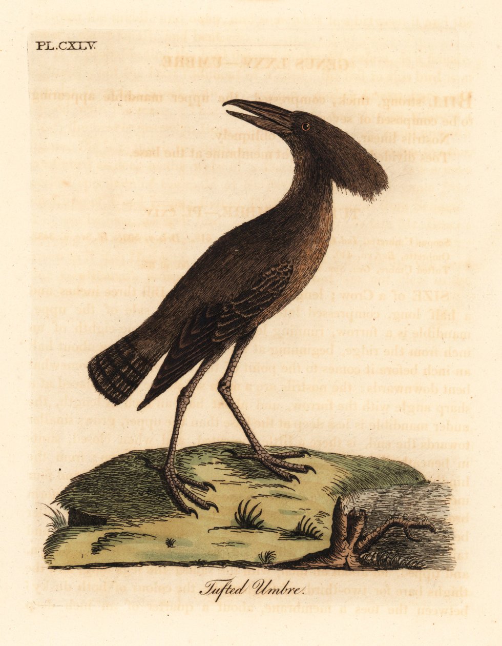 Hamerkop, Scopus umbretta. Grabado a mano en cobre por John Latham de su propia A General History of Birds, Winchester de John Latham