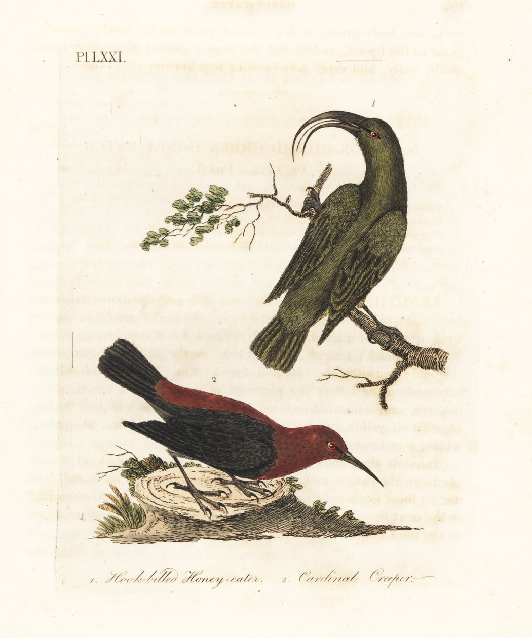 Akialoa menor, Hemignathus obscurus (extinto) y myzomela cardenal, Myzomela cardinalis. (Mielero verde de pico ganchudo, Certhia obscura, nativo de Hawái, y mielero cardenal, Certhia cardinalis, nativo de Tanna, Vanuatu). de John Latham