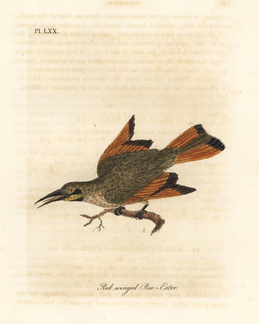 Abejaruco pequeño, Merops pusillus (Abejaruco de alas rojas, Merops erythropterus). África. Grabado en cobre coloreado a mano dibujado y grabado por John Latham de su propia Historia General de las Aves, Winchester de John Latham