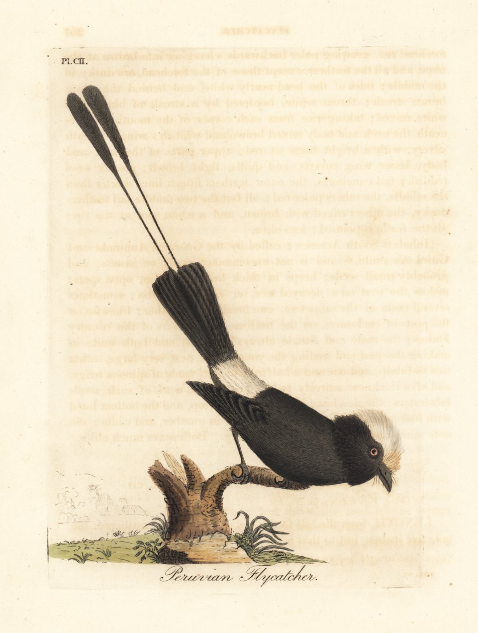 Tirano de cola larga, Colonia colonus (Atrapamoscas peruano, Le Colon). De A General History of Birds, Winchester de John Latham