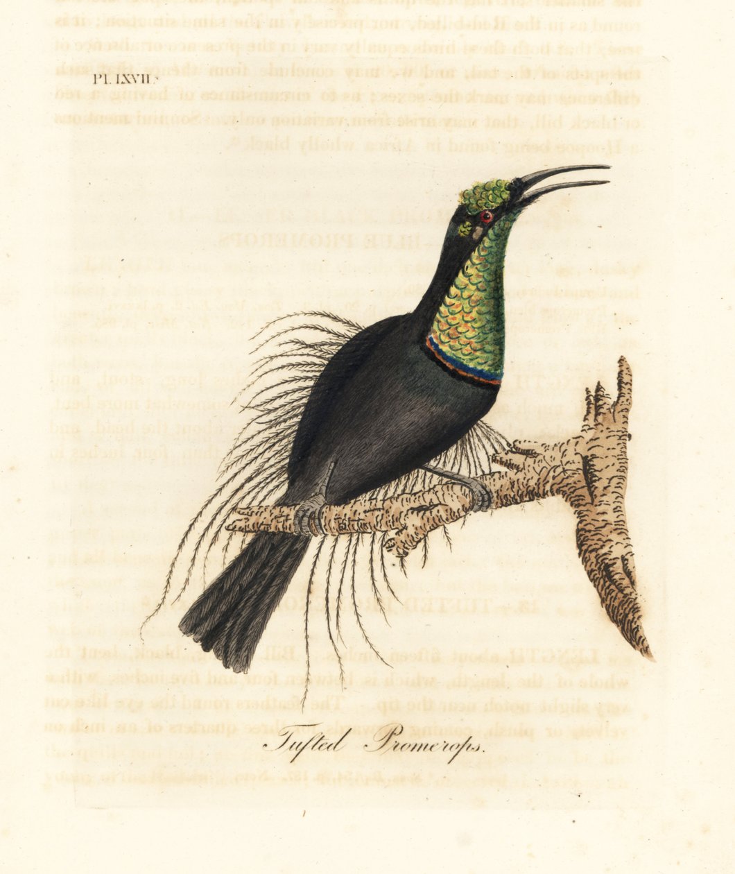 Ave fusil magnífica, Ptiloris magnificus. Dibujado de un espécimen en el Museo de Bullock. Grabado a mano coloreado de cobre de John Latham de su propia Historia General de las Aves, Winchester de John Latham