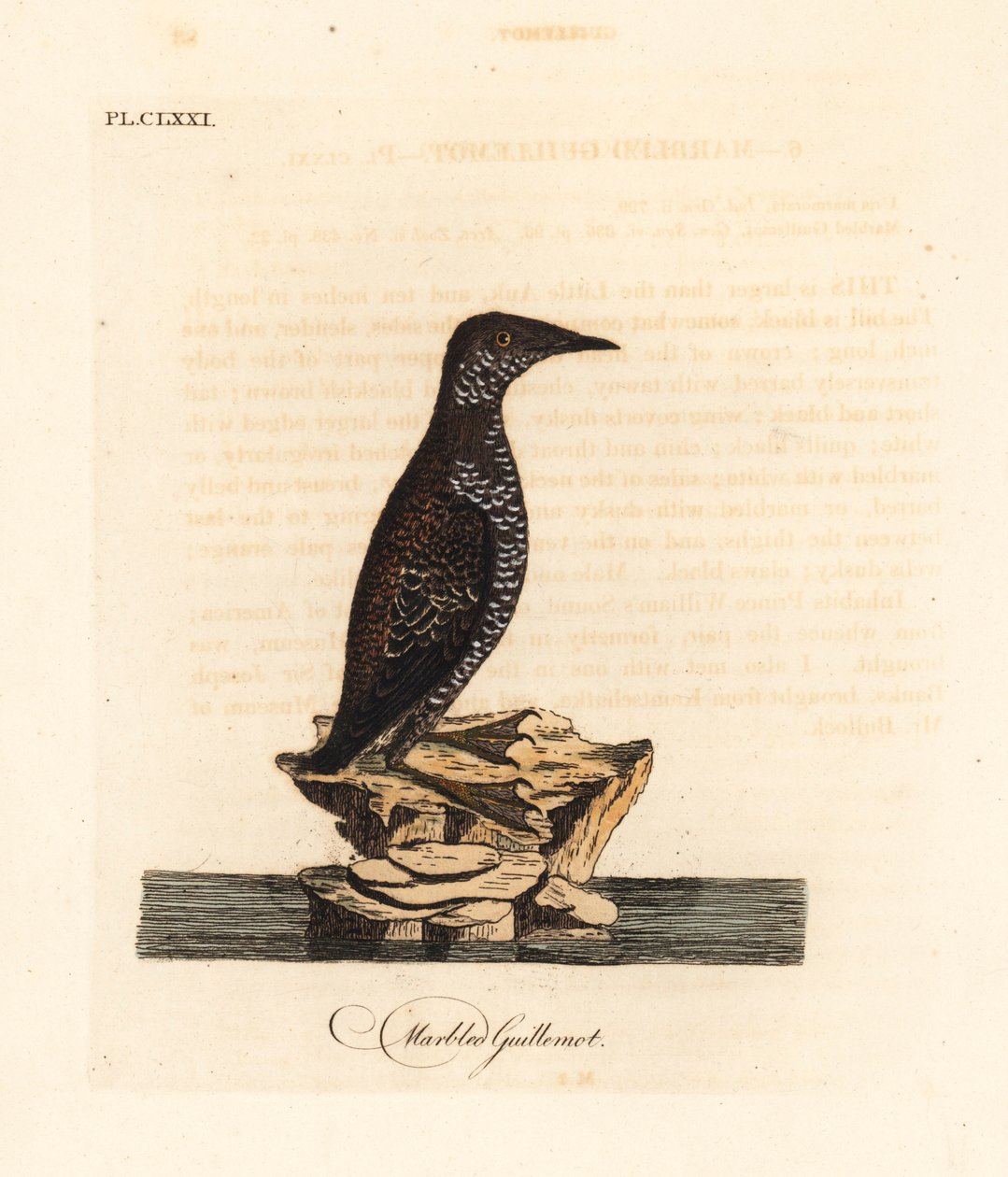Murrelete jaspeado, Brachyramphus marmoratus. En peligro. (Murrelete jaspeado, Uria marmorata). De A General History of Birds, Winchester de John Latham