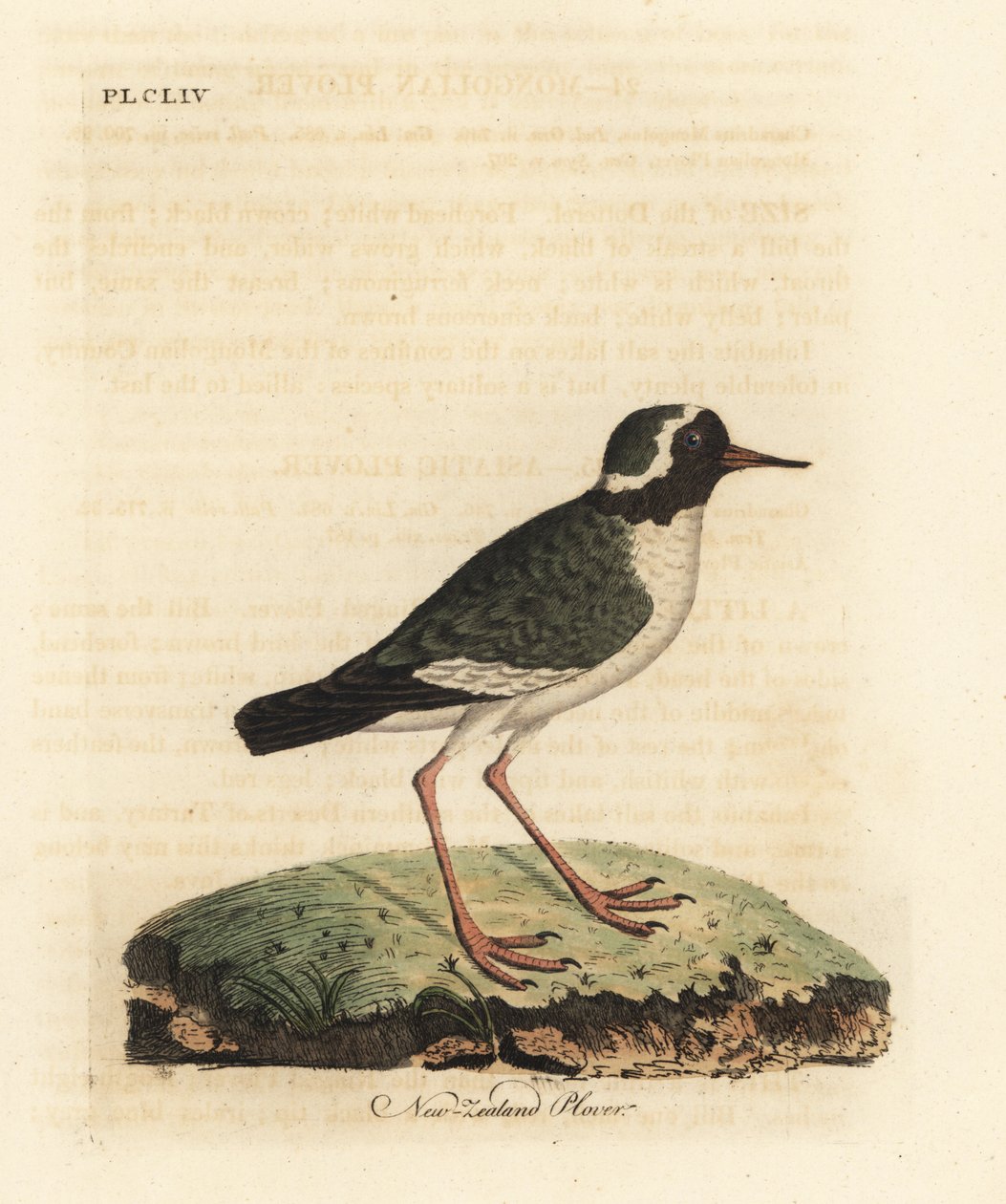 Chorlito de Nueva Zelanda, Charadrius obscure. Grabado a mano coloreado de cobre de John Latham de su propia Historia General de las Aves, Winchester de John Latham