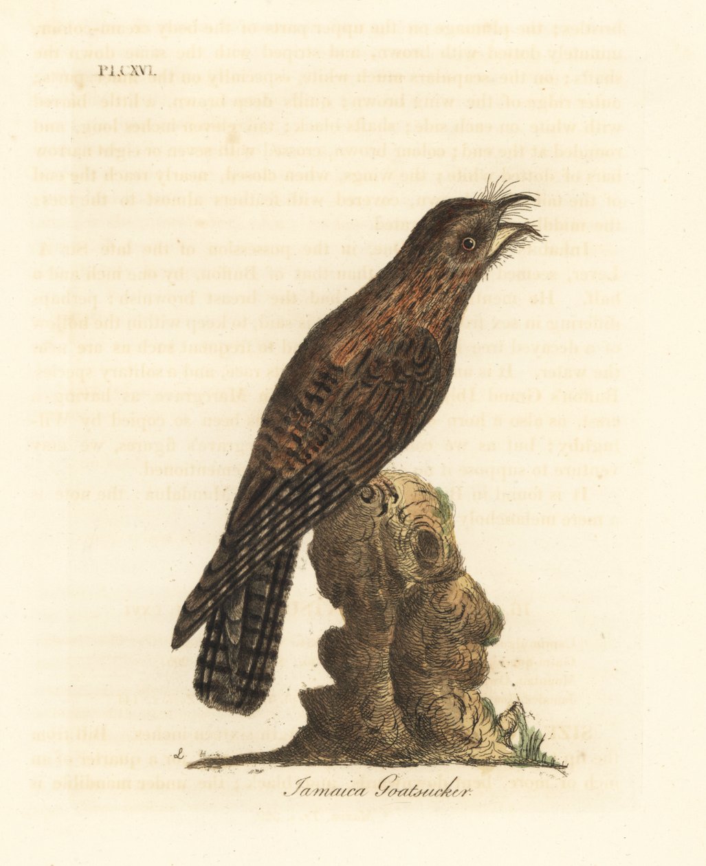 Potoo del norte, Nyctibius jamaicensis. Grabado a mano en cobre por John Latham de su propia A General History of Birds, Winchester de John Latham
