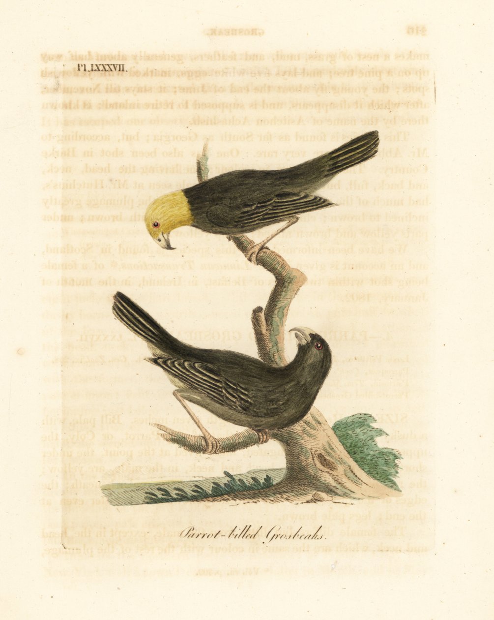 Or, Psittirostra psittacea, macho (arriba) y hembra. En peligro crítico, posiblemente extinta. (Picogordo de pico de loro, Loxia psittacea). Grabado en cobre coloreado a mano dibujado y grabado por John Latham de su propia A General History of Birds, Winch de John Latham