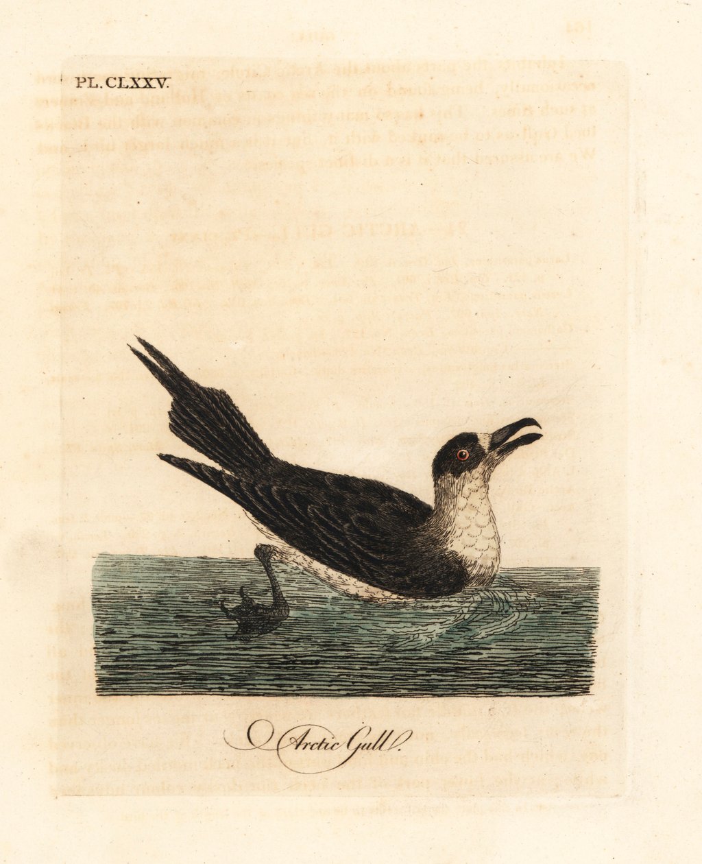 Págalo parásito, Stercorarius parasiticus. Grabado a mano en cobre por John Latham de su propia A General History of Birds, Winchester de John Latham