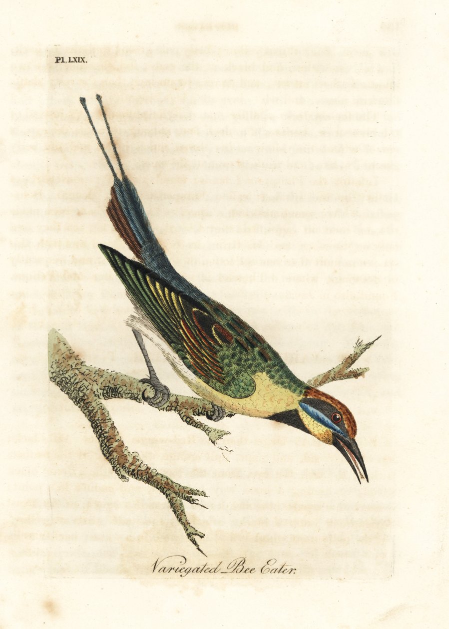 Abejaruco arcoíris, Merops ornatus (Abejaruco variado). Australia. Grabado en cobre coloreado a mano dibujado y grabado por John Latham de su propia Historia General de las Aves, Winchester de John Latham