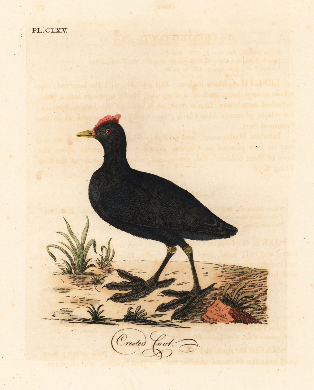 Focha cornuda, Fulica cristata. Grabado a mano coloreado de cobre de John Latham de su propia Historia General de las Aves, Winchester de John Latham