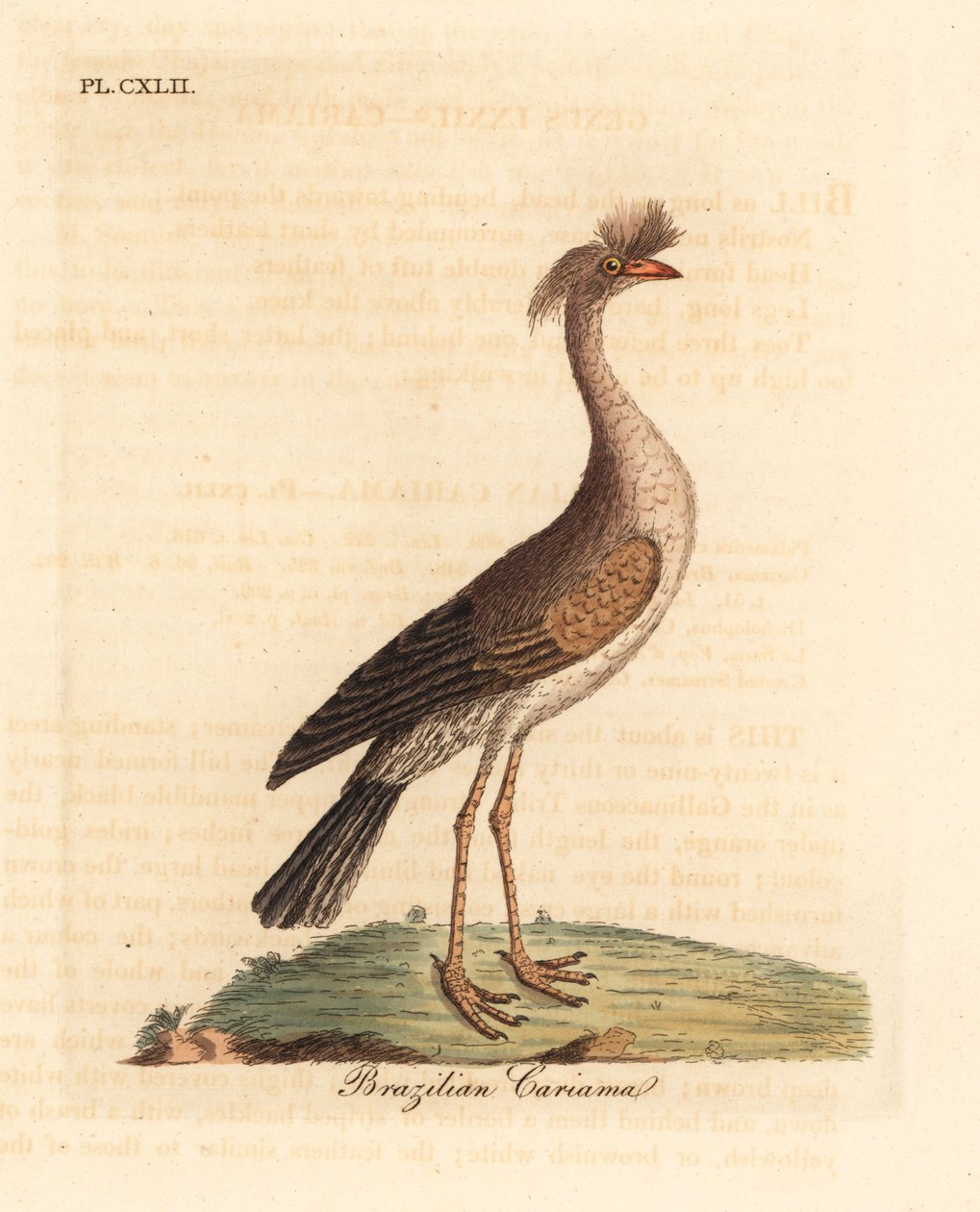 Seriema de patas rojas o cariama crestada, Cariama cristata. Grabado a mano coloreado por John Latham de su propia Historia General de las Aves, Winchester de John Latham
