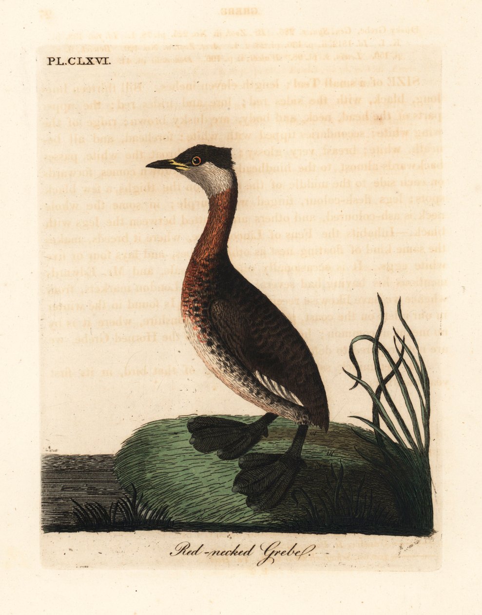 Somormujo cuellirrojo, Podiceps grisegena (Podiceps rubricollis). Grabado en cobre coloreado a mano dibujado y grabado por John Latham de su propia Historia General de las Aves, Winchester de John Latham