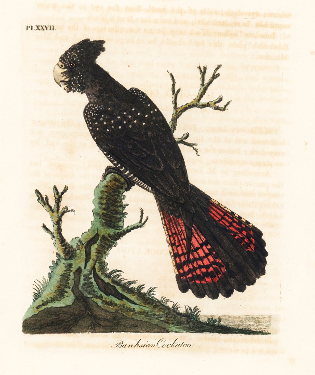Cacatúa negra de cola roja, Calyptorhynchus banksii. Grabado a mano en cobre por John Latham de su propia A General History of Birds, Winchester de John Latham