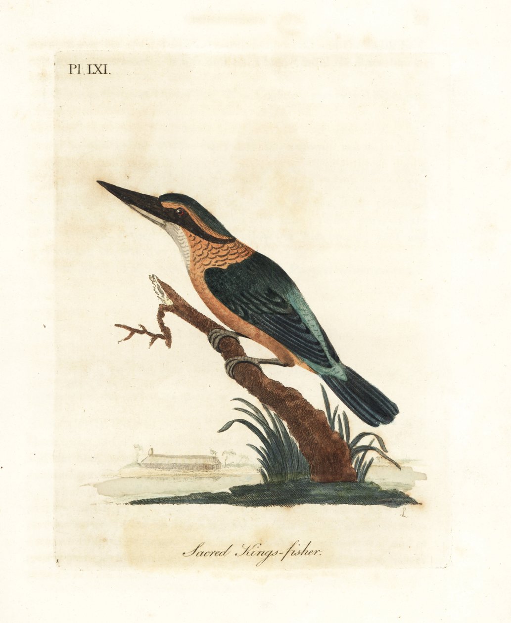 Martín pescador sagrado, Todiramphus sanctus (Martín pescador sagrado, Alcedo sacra). Grabado en cobre coloreado a mano dibujado y grabado por John Latham de su propia Historia General de las Aves, Winchester de John Latham