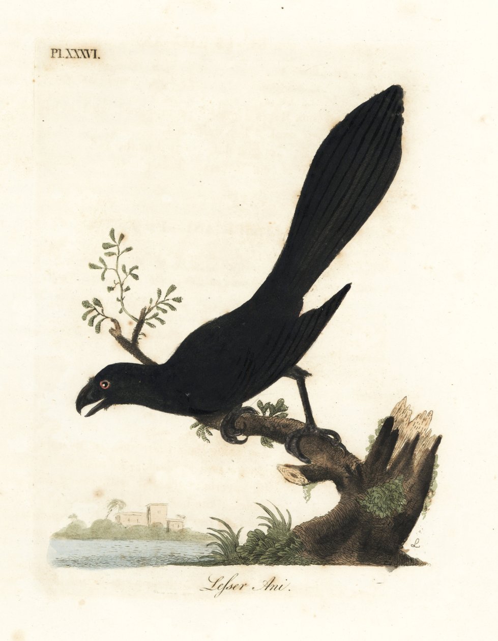 Ani pico liso o ani menor, Crotophaga ani. Grabado en cobre coloreado a mano dibujado y grabado por John Latham de su propia A General History of Birds, Winchester de John Latham