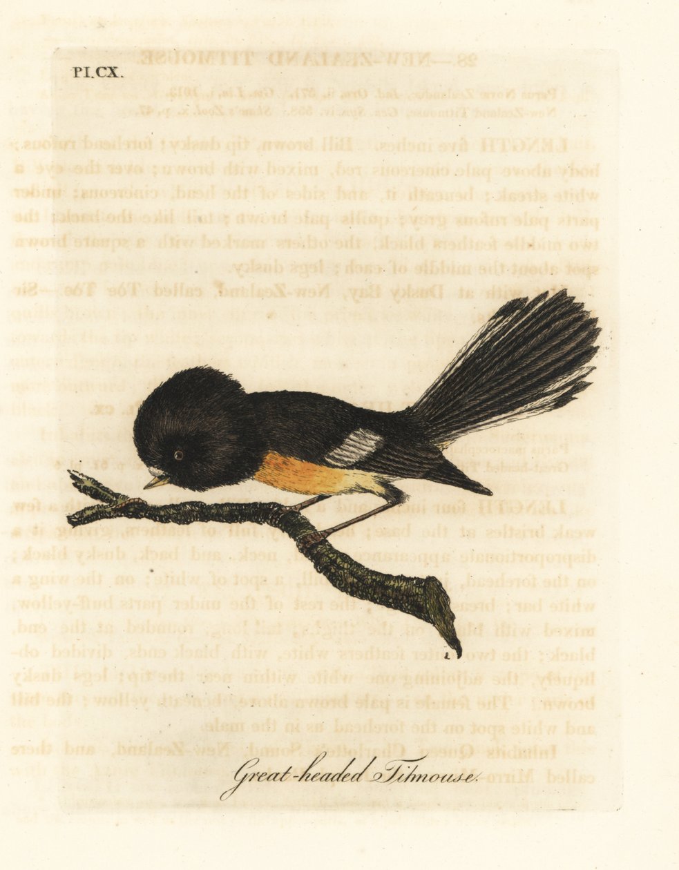 Tomtit de la Isla Sur, Petroica macrocephala macrocephala. Grabado a mano en cobre por John Latham de su propia A General History of Birds, Winchester de John Latham