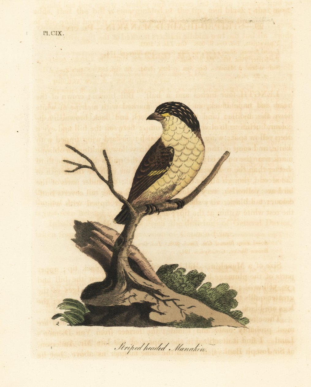 Pardalote estriado, Pardalotus striatus (Saltarín de cabeza rayada, Pipra striata). De A General History of Birds, Winchester de John Latham