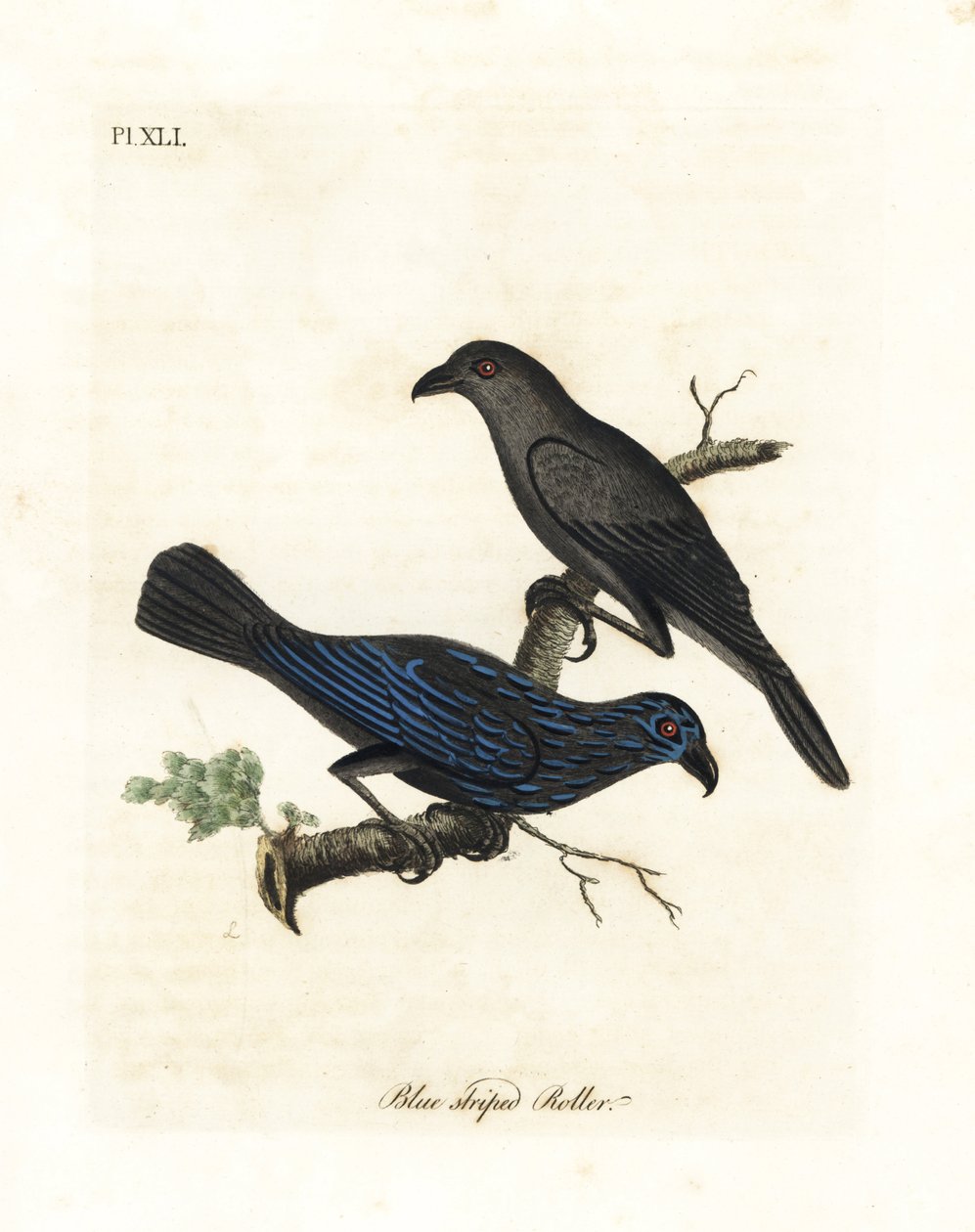 Estornino estriado, Aplonis striata. Grabado a mano coloreado por John Latham de su propia Historia General de las Aves, Winchester de John Latham