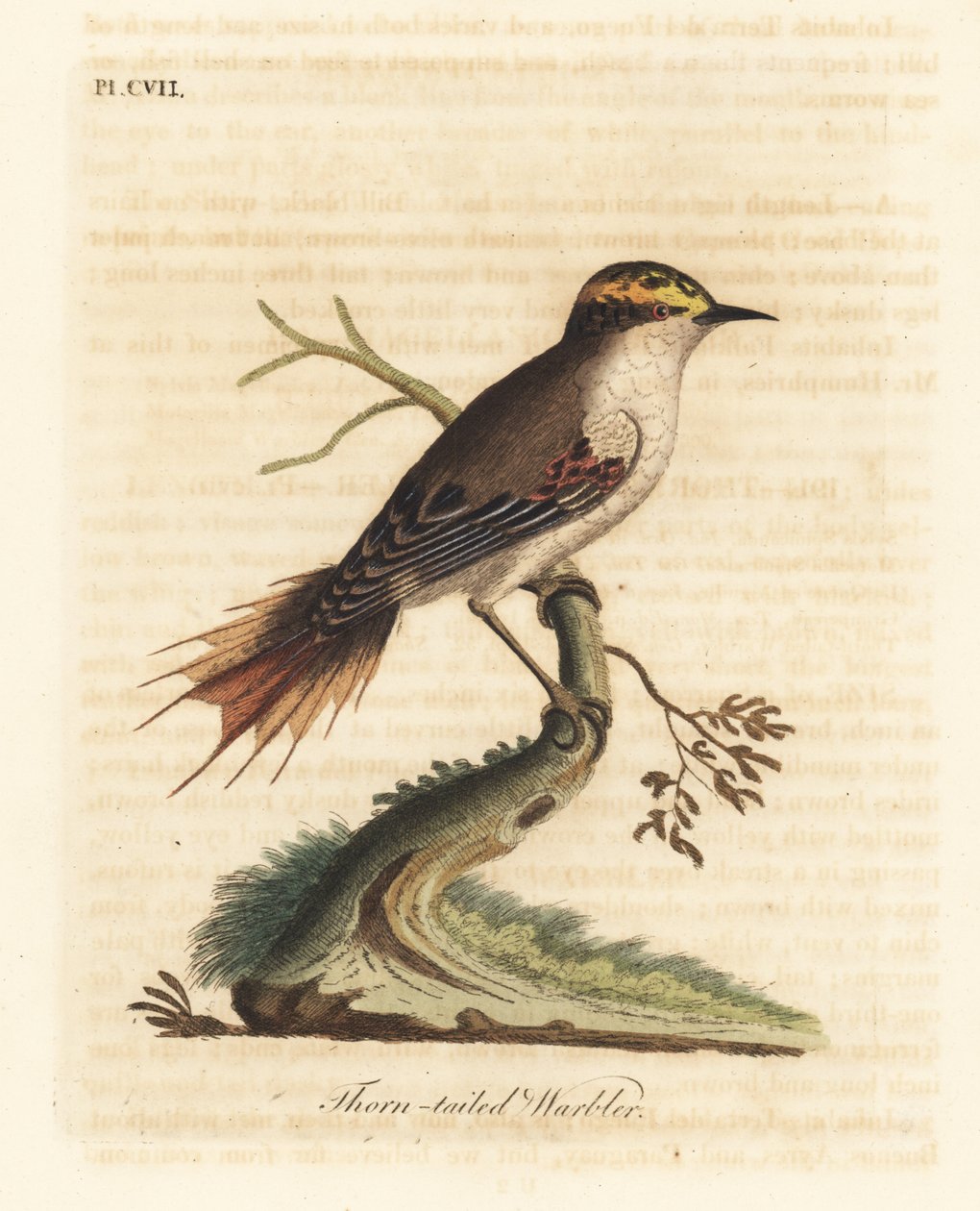 Rayadito de cola espinosa, Aphrastura spinicauda. Grabado a mano coloreado por John Latham de su propia Historia General de las Aves, Winchester de John Latham