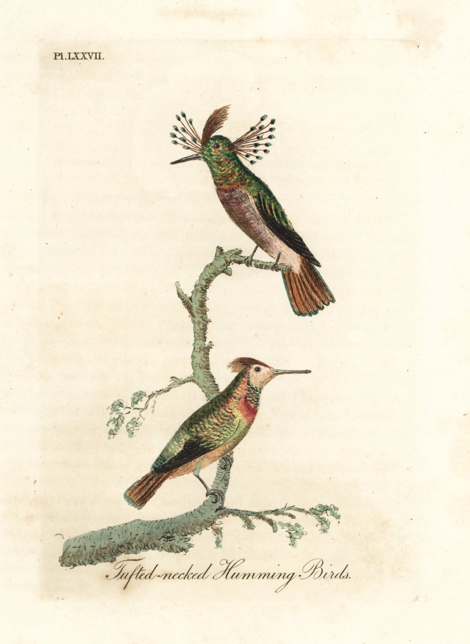 Gallitos crestados, Lophornis ornatus (Colibríes de cuello crestado, Trochilus ornatus). Macho y hembra. Grabado en cobre coloreado a mano dibujado y grabado por John Latham de su propia A General History of Birds, Winchester de John Latham