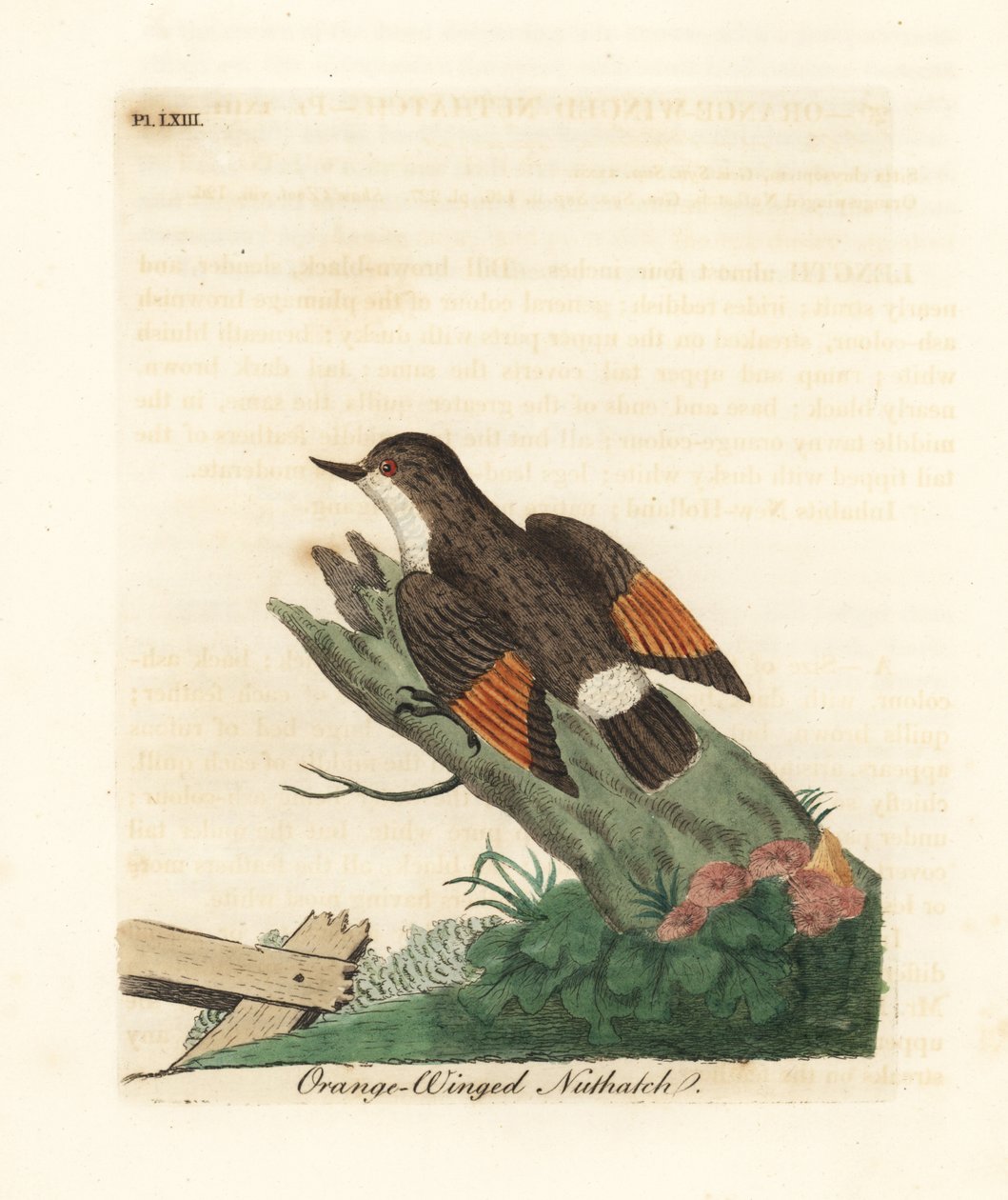 Sittella variada, Daphoenositta chrysoptera (Trepador de alas naranjas, Sitta chrysoptera). Grabado en cobre coloreado a mano dibujado y grabado por John Latham de su propia Historia General de las Aves, Winchester de John Latham