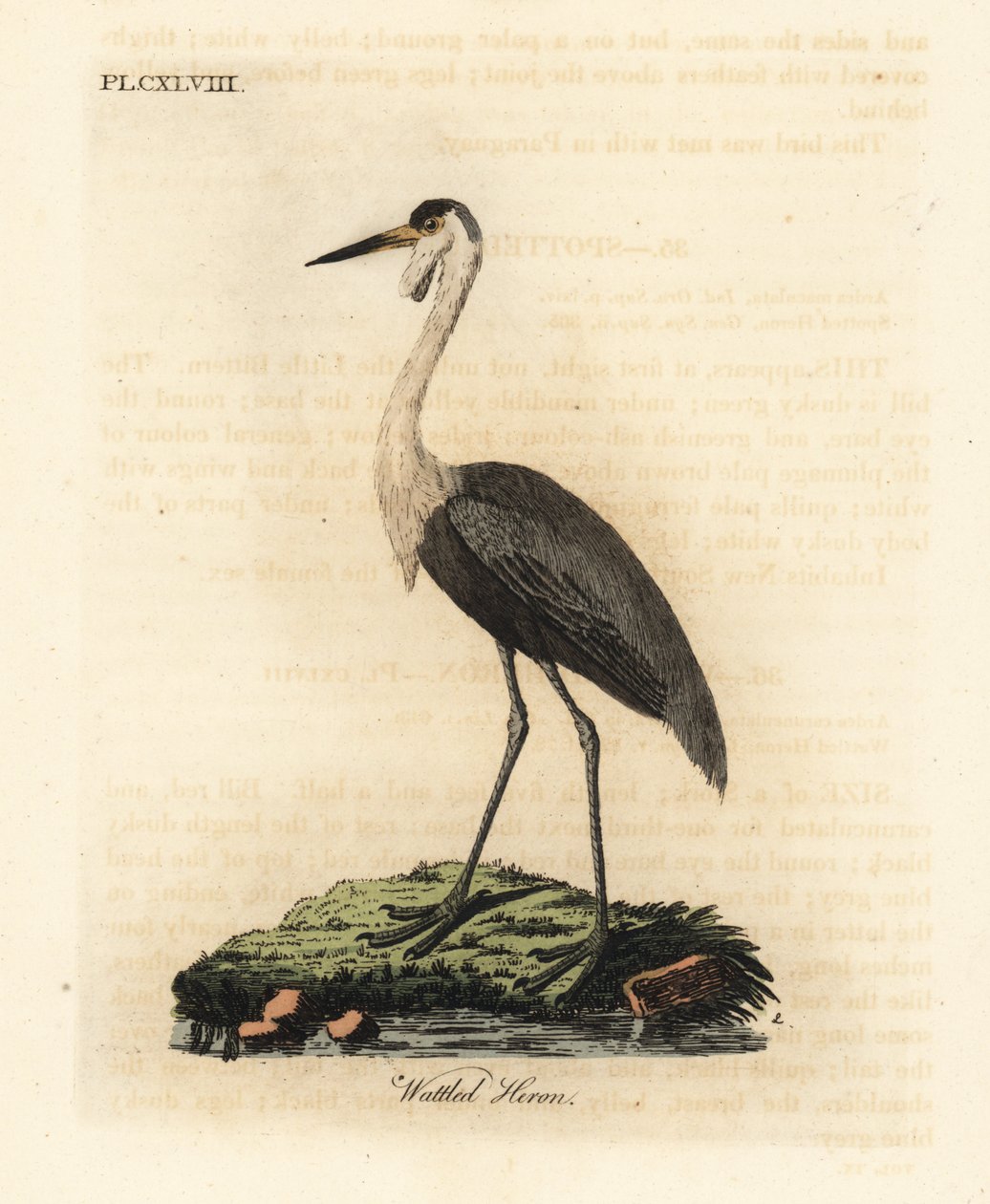 Grulla carunculada, Bugeranus carunculatus. Vulnerable. (Garza carunculada, Ardea carunculata.) Grabado en cobre coloreado a mano dibujado y grabado por John Latham de su propia A General History of Birds, Winchester de John Latham