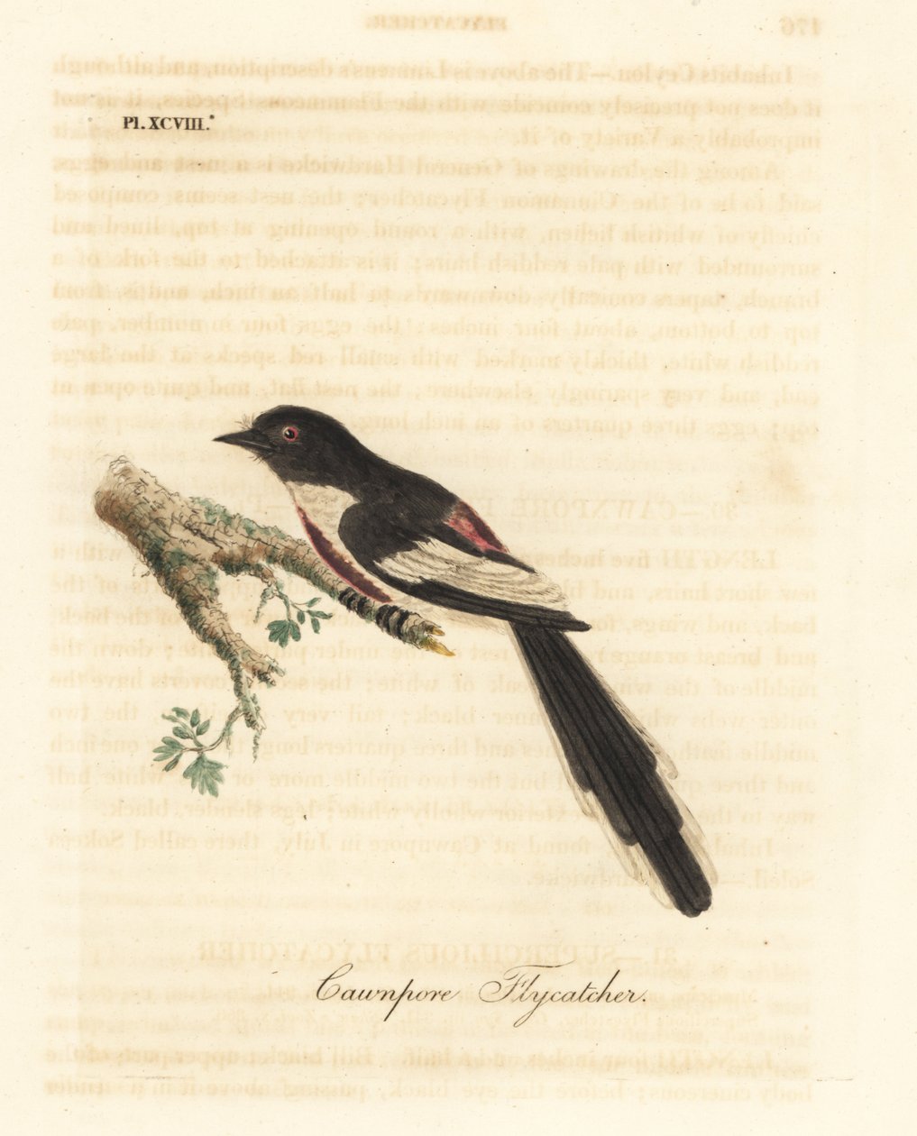 Minivet de vientre blanco, Pericrocotus erythropygius (Cazamoscas de Cawnpore). India. Grabado en cobre coloreado a mano dibujado y grabado por John Latham de su propia Historia General de las Aves, Winchester de John Latham