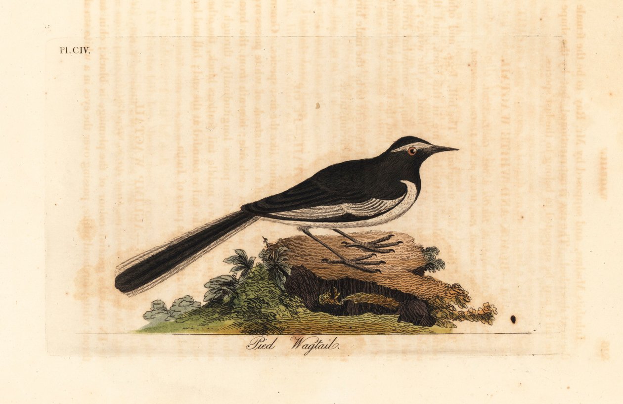 Lavandera de ceja blanca, Motacilla maderaspatensis. (Lavandera de pie de oro de la India). De A General History of Birds, Winchester de John Latham