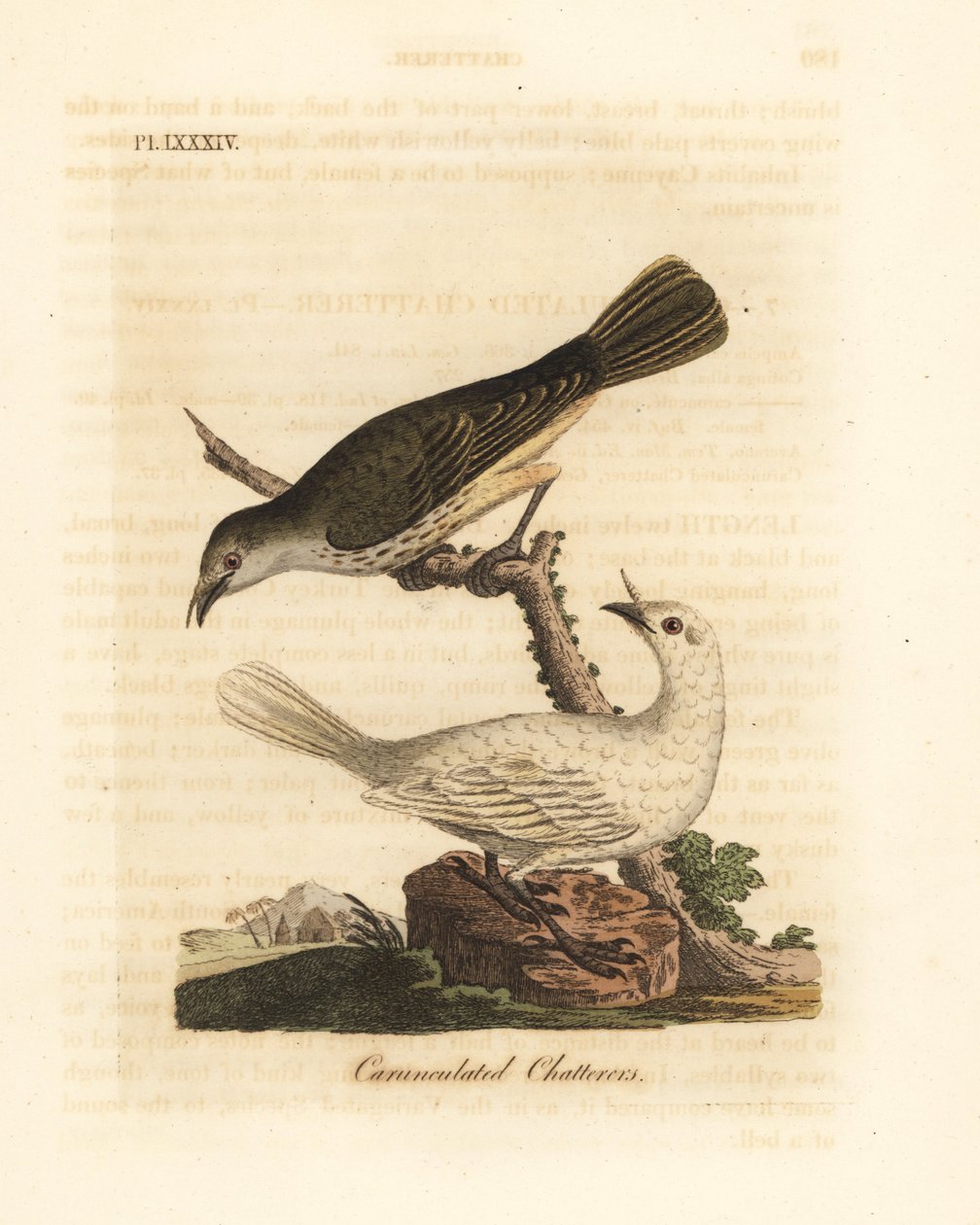 Campanero blanco, Procnias albus, macho y hembra (Charlatán carunculado, Ampelis carunculata). De A General History of Birds, Winchester de John Latham