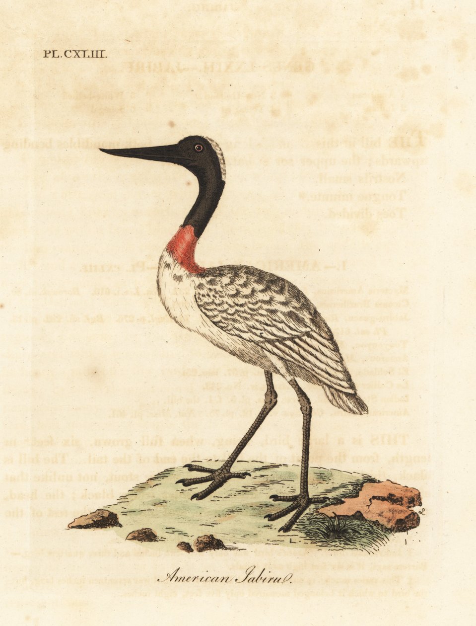 Cigüeña americana, Mycteria americana. Grabado a mano coloreado por John Latham de su propia Historia General de las Aves, Winchester de John Latham