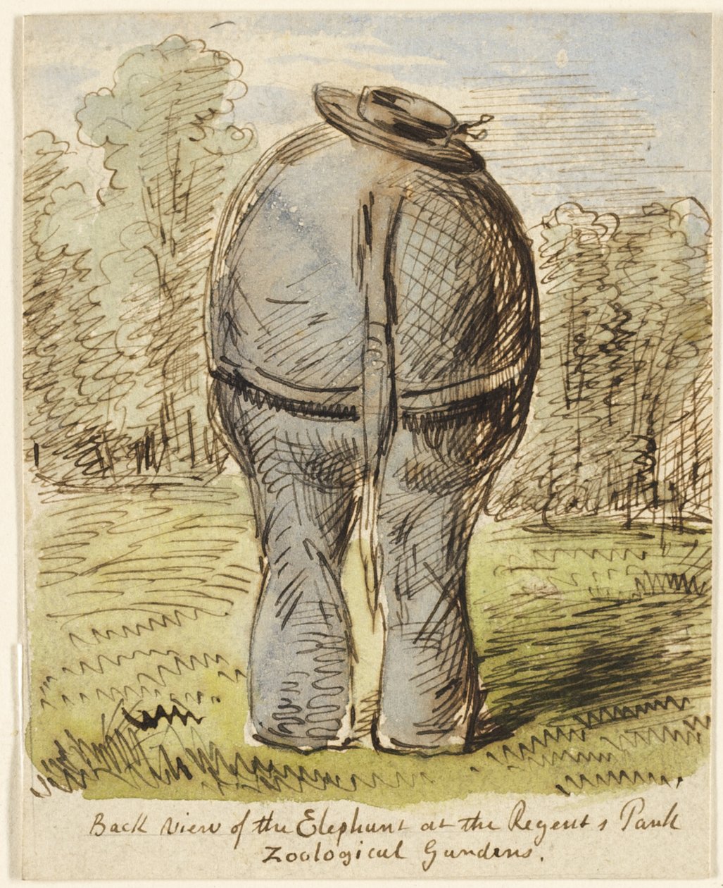 Vista trasera del elefante del zoológico de Regent