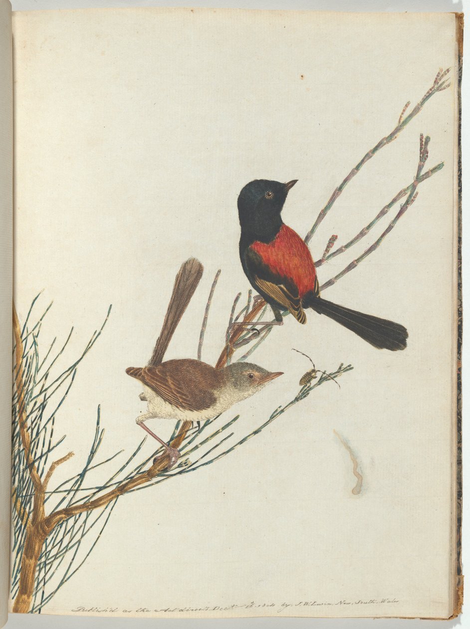Reinita Escarlata y Negra de John William Lewin