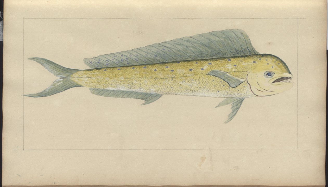 Dibujos de Lindsay Vol. VII de John Lindsay
