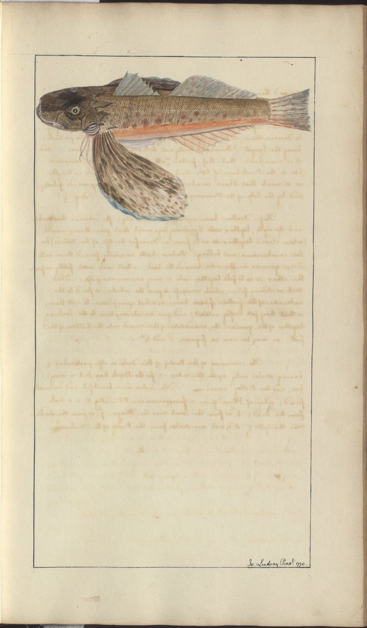 Dibujos de Lindsay Vol. VII de John Lindsay