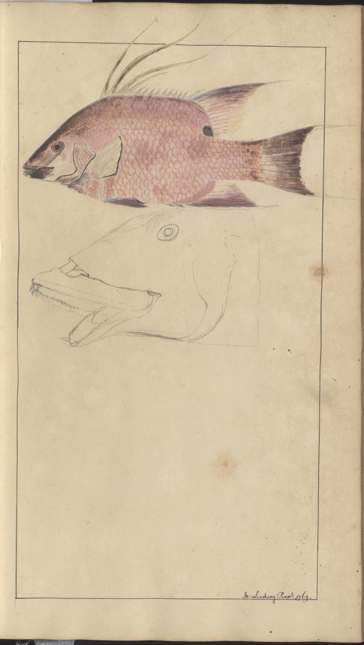 Lindsay Drawings Vol. VII de John Lindsay