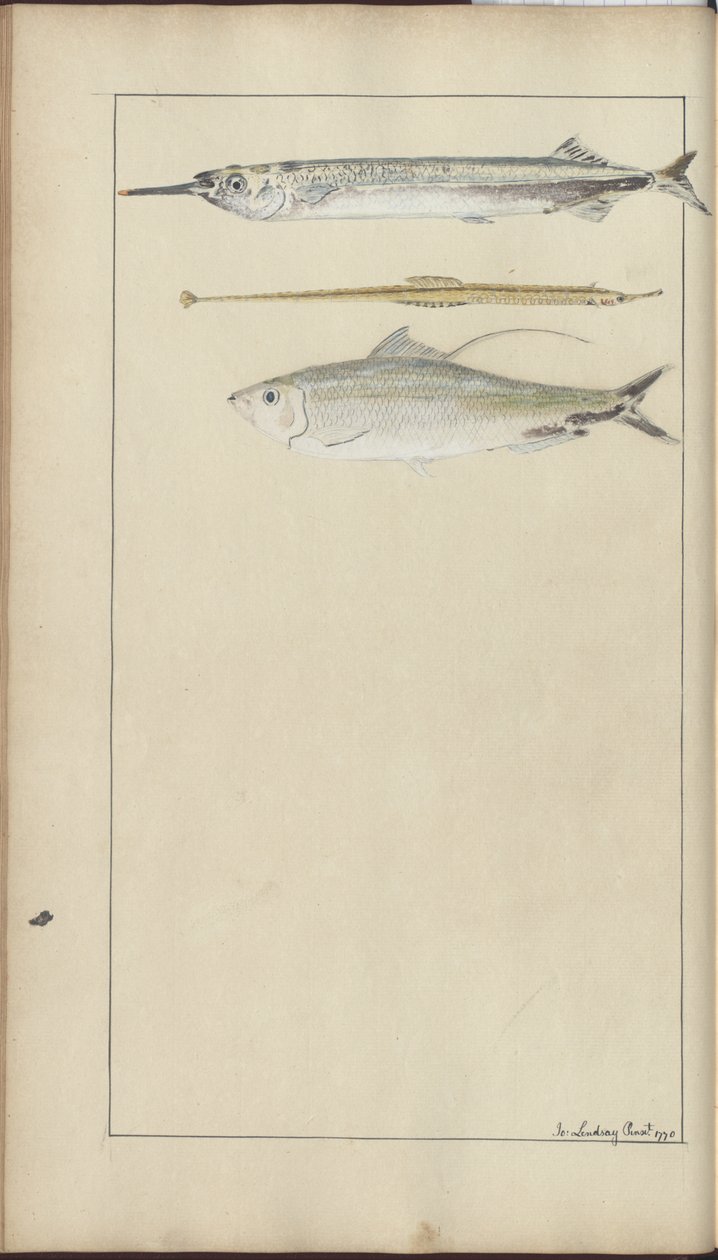 Dibujos de Lindsay Vol. VII de John Lindsay