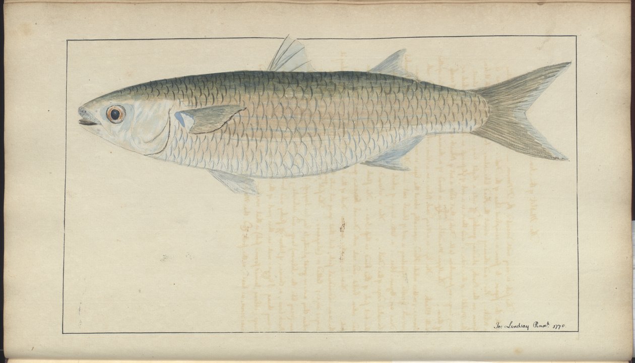 Dibujos de Lindsay Vol. VII, 20 de John Lindsay