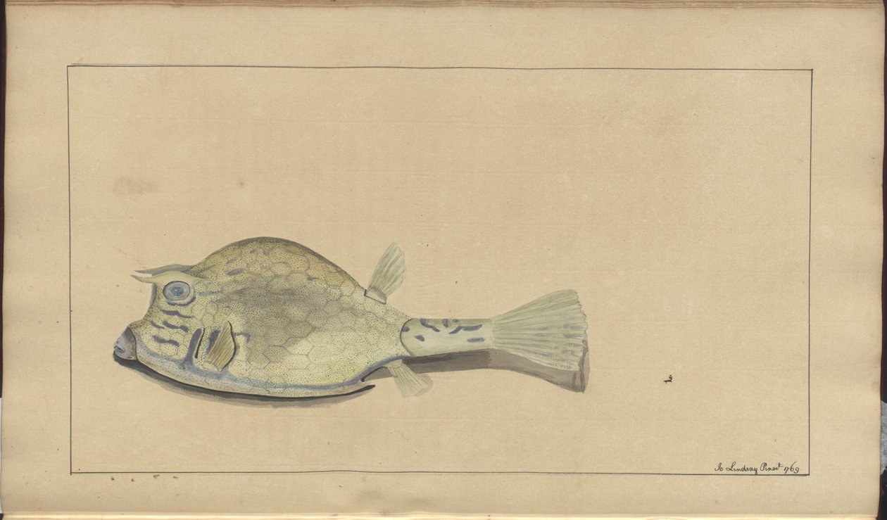 Dibujos de Lindsay Vol. VII, 25 de John Lindsay