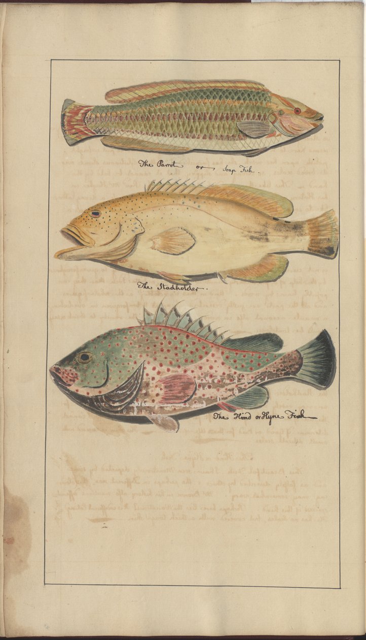 Dibujos de Lindsay Vol. VII, 4 de John Lindsay