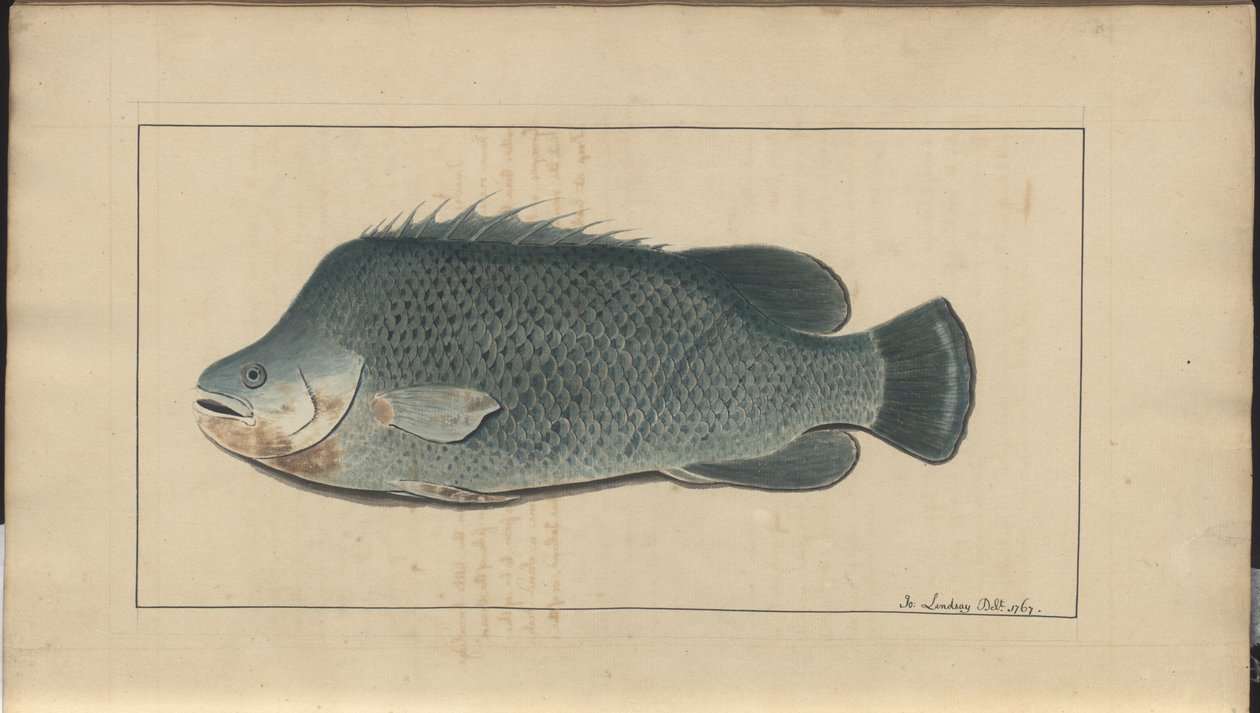 Dibujos de Lindsay Vol. VII, 5 de John Lindsay