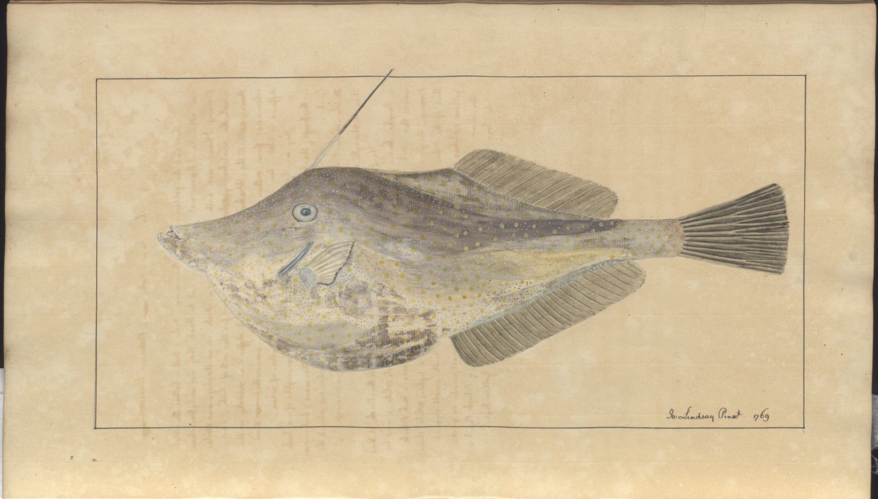 Dibujos de Lindsay Vol. VII, 7 de John Lindsay