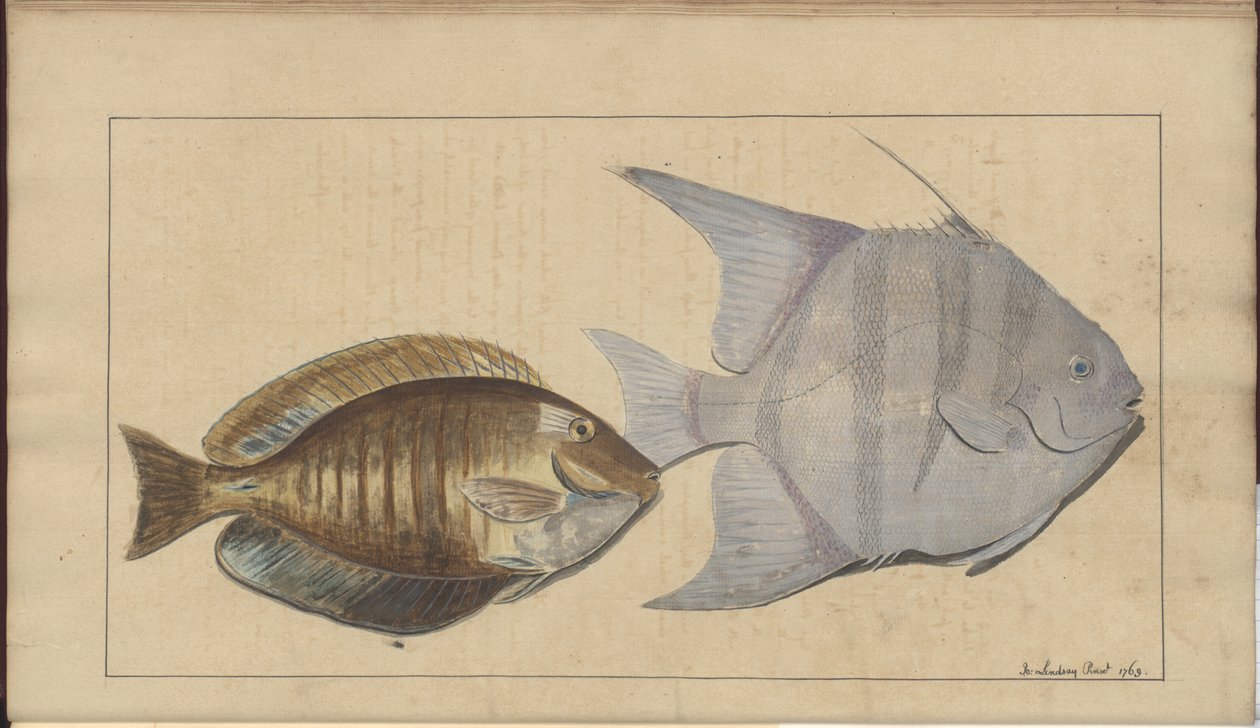 Dibujos de Lindsay Vol. VII, 8 de John Lindsay