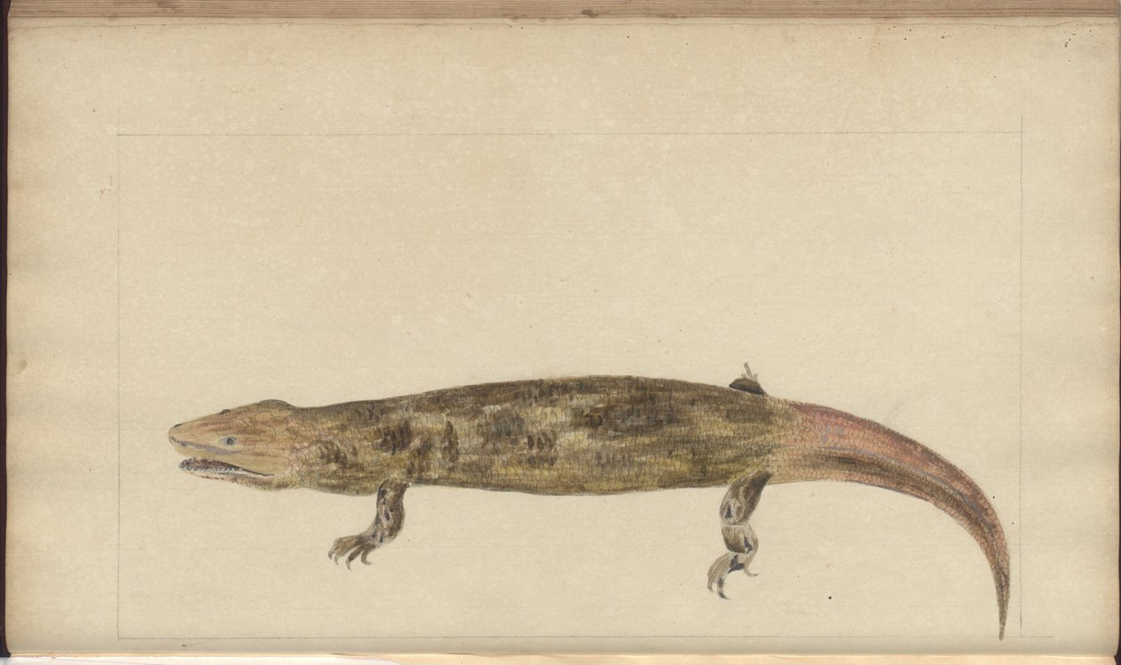 Dibujos de Lindsay Vol. VI de John Lindsay